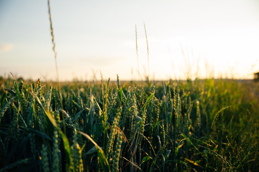 crop insurance Hermiston, Oregon