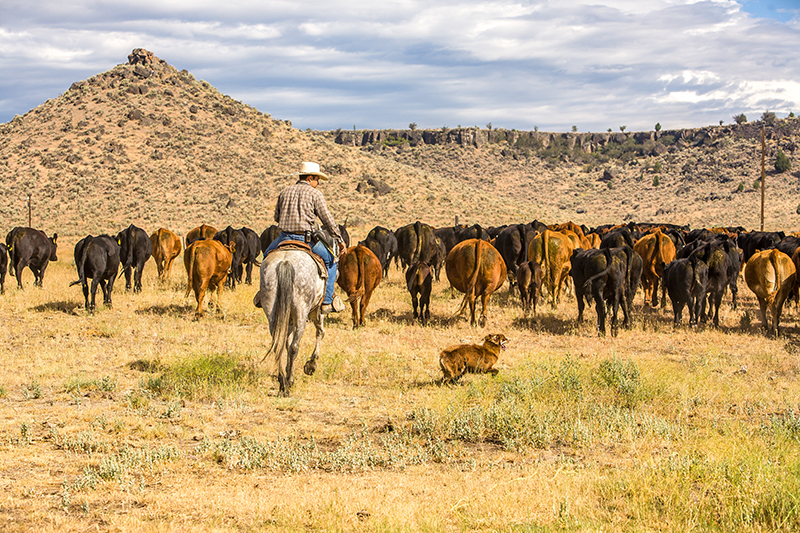 Pasture Rangeland Forage Insurance Graybeal Group