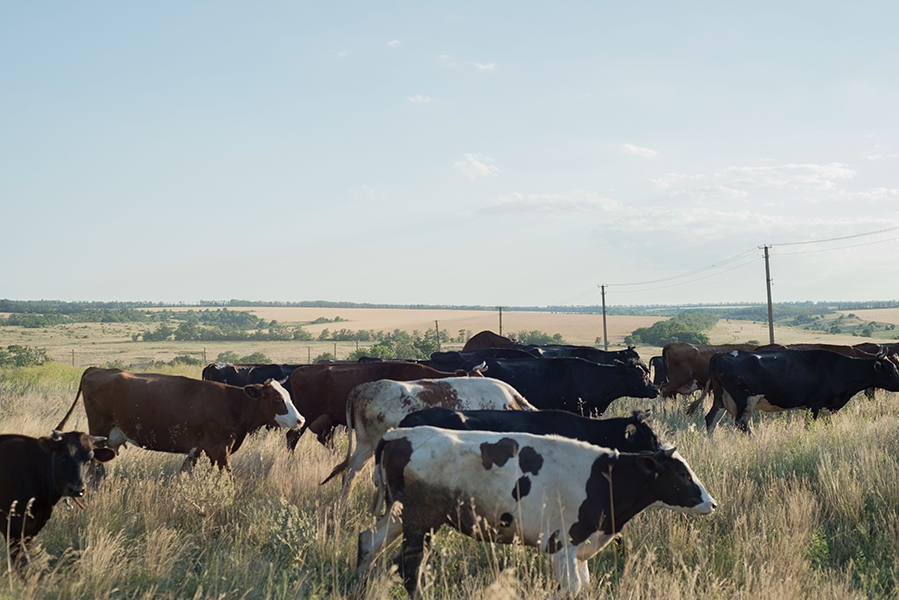 pasture and rangeland insurance graybeal group