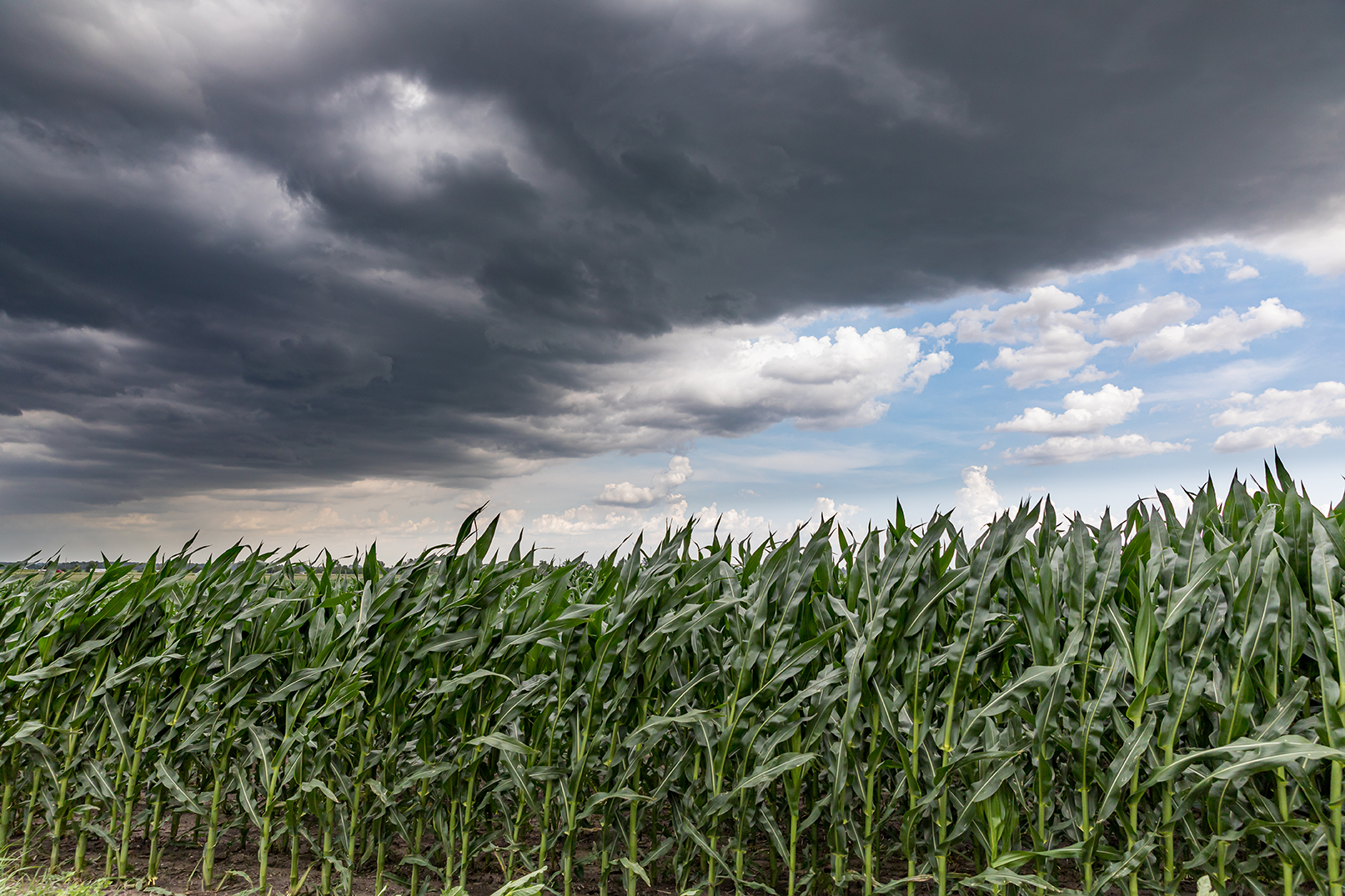 crop insurance 101 graybeal group