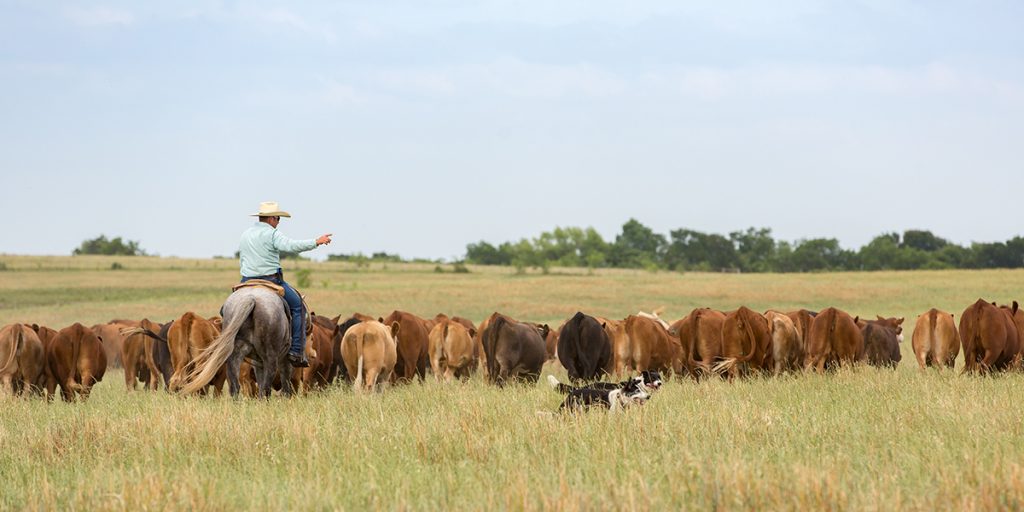 graybeal ranch farm and home insurance