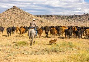 Paulina, Oregon - 8/6/2008:  A cowboy and his dog moving a herd of cattle to another pasture on a ranch near Paulina, Oregon