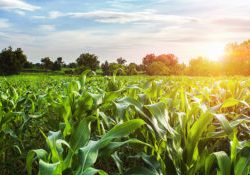corn field with sunset at countryside