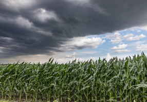 crop insurance 101 graybeal group