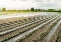 farm insurance graybeal group