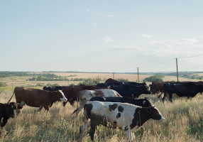 pasture and rangeland insurance graybeal group